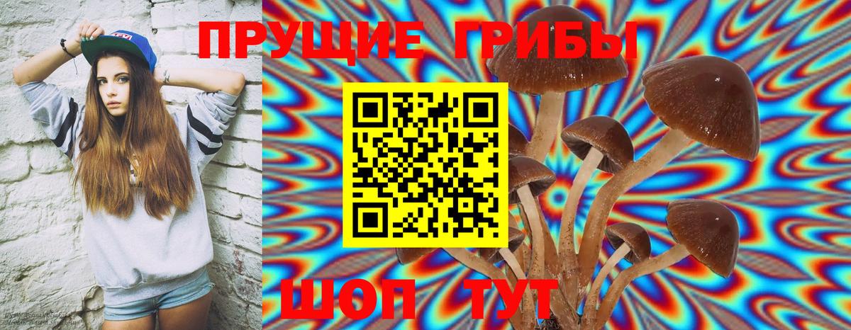 Будённовск  Псилоцибиновые грибы Psilocybine cubensis  Вход с VPN 